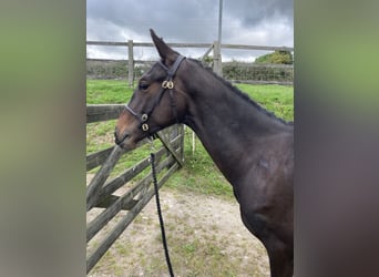 Brits warmbloed, Ruin, 1 Jaar, 152 cm, Donkerbruin
