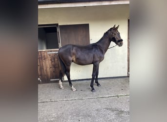 Brits warmbloed, Ruin, 1 Jaar, 152 cm, Donkerbruin