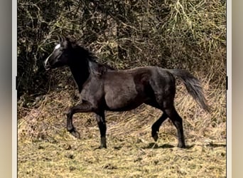 Brits warmbloed, Ruin, 2 Jaar, 172 cm, Zwart