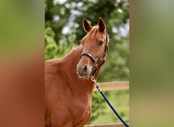 Brits warmbloed, Ruin, 3 Jaar, 165 cm, Donkere-vos