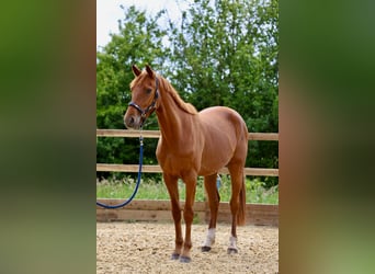 Brits warmbloed, Ruin, 3 Jaar, 165 cm, Donkere-vos