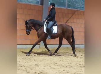 Brits warmbloed, Ruin, 5 Jaar, 157 cm, Bruin