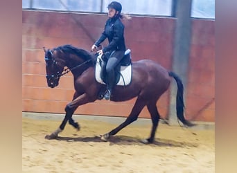 Brits warmbloed, Ruin, 5 Jaar, 157 cm, Bruin