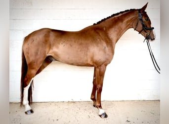 Brits warmbloed, Ruin, 6 Jaar, 169 cm, Donkere-vos