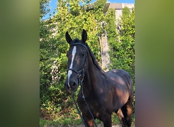Brits warmbloed, Ruin, 6 Jaar, 175 cm, Zwart