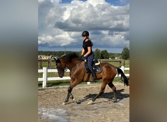 Britisches Warmblut, Wallach, 7 Jahre, 167 cm, Rotbrauner