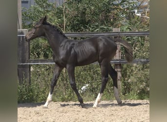 Brytyjski koń gorącokrwisty, Klacz, 1 Rok, 168 cm, Gniada