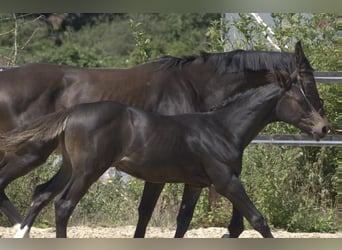 Brytyjski koń gorącokrwisty, Klacz, 1 Rok, 168 cm, Gniada