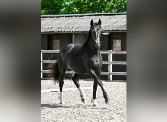 Brytyjski koń gorącokrwisty, Klacz, 2 lat, 164 cm, Kara