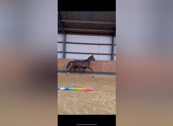 Brytyjski koń gorącokrwisty, Klacz, 2 lat, 165 cm