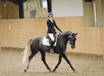 Brytyjski koń gorącokrwisty, Klacz, 4 lat, 166 cm, Siwa