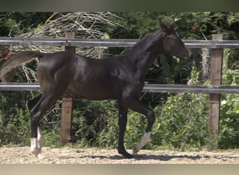 Brytyjski koń gorącokrwisty, Klacz, Źrebak (04/2023), 168 cm, Gniada