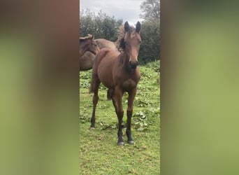 Brytyjski koń gorącokrwisty, Klacz, Źrebak (03/2023)