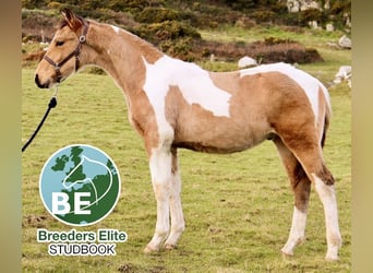 Brytyjski koń gorącokrwisty Mix, Ogier, 1 Rok, 163 cm, Tobiano wszelkich maści