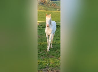 Brytyjski koń gorącokrwisty Mix, Ogier, 1 Rok, 170 cm, Cremello