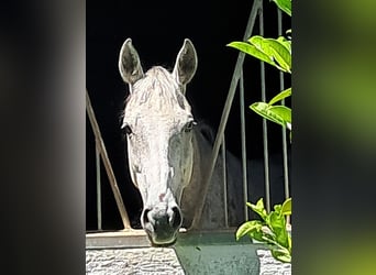 Brytyjski koń gorącokrwisty, Wałach, 10 lat, 165 cm, Siwa w hreczce