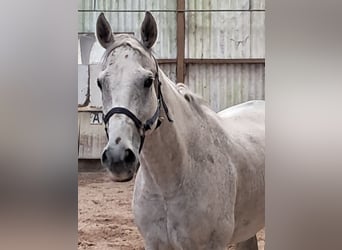 Brytyjski koń gorącokrwisty, Wałach, 10 lat, 165 cm, Siwa w hreczce