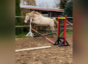 Brytyjski koń gorącokrwisty, Wałach, 8 lat, Cremello