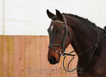 Brytyjski koń gorącokrwisty, Wałach, 6 lat, 167 cm, Gniada