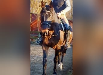 Brytyjski koń gorącokrwisty Mix, Wałach, 8 lat, 172 cm, Ciemnogniada