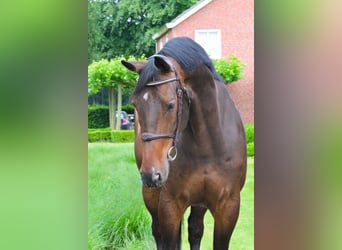 Brytyjski koń gorącokrwisty, Wałach, 9 lat, 172 cm, Ciemnogniada