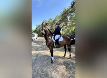 Budjonny, Ruin, 14 Jaar, 170 cm, Bruin