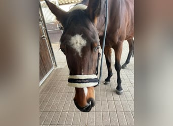 Budjonny, Stute, 13 Jahre