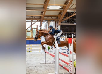 Budyonny, Mare, 8 years, 16 hh, Chestnut