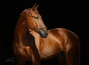 Budyonny, Stallion, 10 years, 16.1 hh, Chestnut-Red