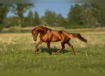 Budyonny, Stallion, 15 years, 16,2 hh, Chestnut-Red