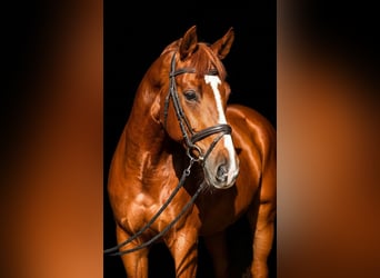 Budyonny, Stallion, 8 years, 16 hh, Chestnut