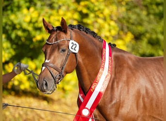 Pintos, Hengst, 6 Jaar, 162 cm, Gevlekt-paard