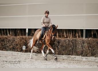 Pintos, Hengst, 6 Jaar, 162 cm, Gevlekt-paard