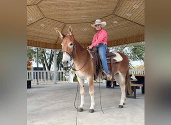 Burdégano, Caballo castrado, 10 años, 142 cm, Alazán rojizo