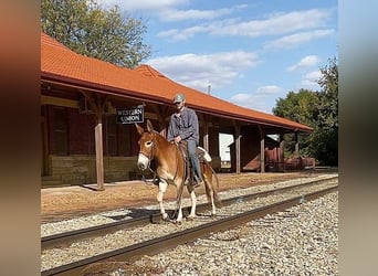 Burdégano, Caballo castrado, 10 años, 142 cm, Alazán rojizo