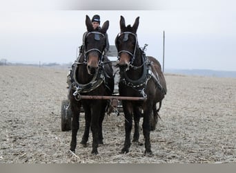 Burdégano, Caballo castrado, 10 años, 142 cm, Castaño oscuro