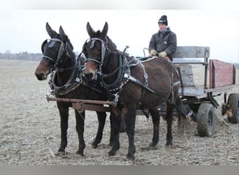 Burdégano, Caballo castrado, 10 años, 142 cm, Castaño oscuro