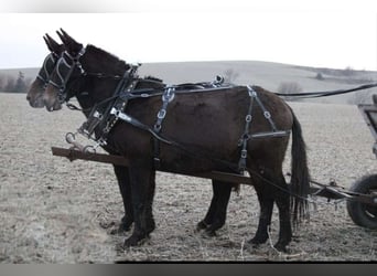 Burdégano, Caballo castrado, 10 años, 142 cm, Castaño oscuro