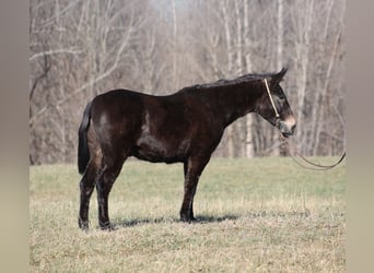 Burdégano, Caballo castrado, 10 años, 152 cm, Negro