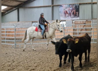 Burdégano, Caballo castrado, 10 años, 160 cm, Tordo