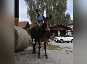 Burdégano, Caballo castrado, 11 años, 142 cm, Castaño