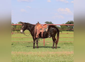 Burdégano, Caballo castrado, 11 años, 145 cm, Negro