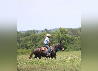 Burdégano, Caballo castrado, 11 años, 145 cm, Negro