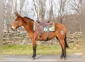 Burdégano, Caballo castrado, 11 años, 150 cm, Bayo