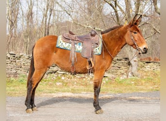 Burdégano, Caballo castrado, 11 años, 150 cm, Bayo