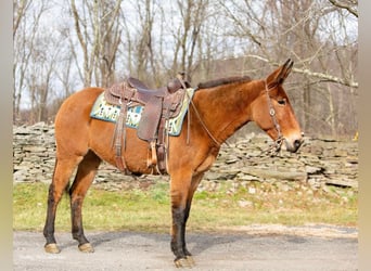 Burdégano, Caballo castrado, 11 años, 150 cm, Bayo