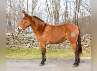 Burdégano, Caballo castrado, 11 años, 150 cm, Bayo