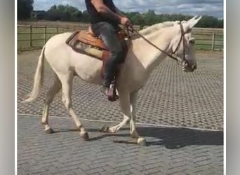 Burdégano, Caballo castrado, 11 años, 150 cm, Cremello