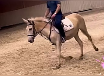 Burdégano, Caballo castrado, 11 años, 150 cm, Cremello