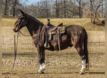 Burdégano, Caballo castrado, 11 años, 152 cm, Negro